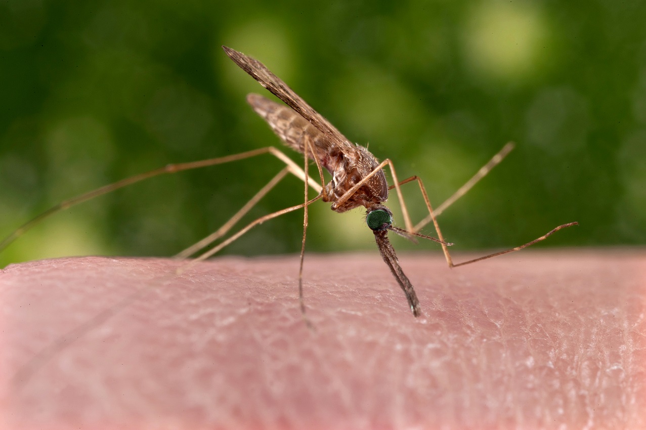 Anopheles-sinensis10.jpg