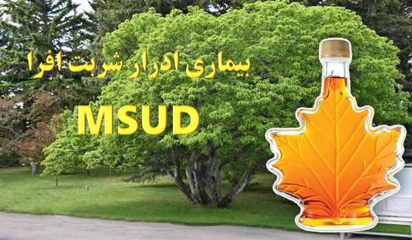 Maple syrup urine disease1