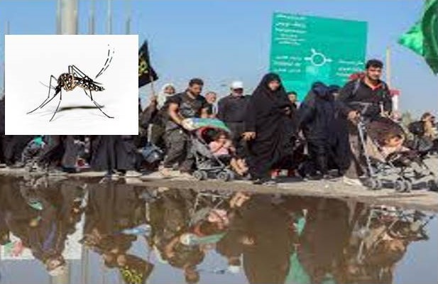 aedes